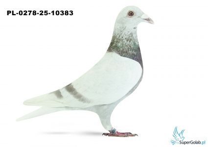 PL-0278-25-10383 17. OKRĘG PŁOCK