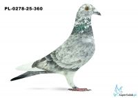 PL-0278-25-360 17. OKRĘG PŁOCK 