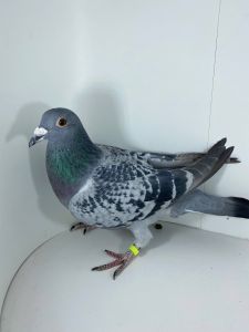 PL-0279-20-17829- Paweł Mędrysa x Tomasz Rumiński wnuk super gołębi