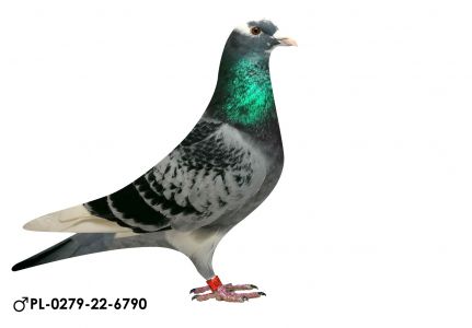 Pl-0279-22-6790  A.Drapa linia Ronaldo /Comb.Maas en Zn /V.d.Bulck /Lambrechts