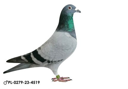 Pl-0279-23-4519 IBL.Szkolny /