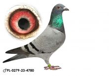 Pl-0279-23-4780 Olimpic Pigeon 11x1konk/Ragus.W./Baranowski P.R.