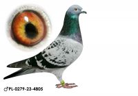 Pl-0279-23-4805 Linia Olimpic Pigeon 11x1konk x Sołdanscy x MTM Pałka
