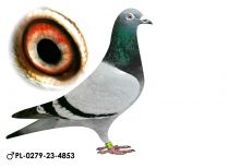 Pl-0279-23-4853 Olimpic Pigeon 11x1konk/Ragus.W. x Baranowski P.R.
