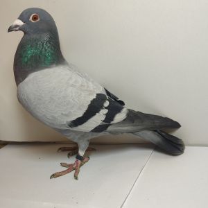 Pl-0279-24-1087 100% PAWEŁ MĘDRYSA LINIA OLIMPIJCZYKA / ARIZONA / TORNADO