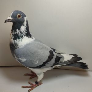 Pl-0279-24-1335 100% RUMUŃSKI TOMASZ LINIA OLIMPIJKI 7150