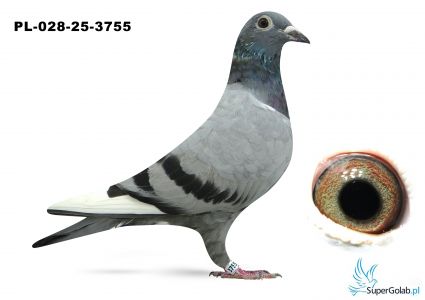 PL-028-25-3755 podwójny wuk DAKARA