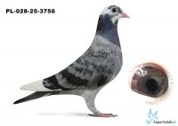 PL-028-25-3756 inbred PORSCHE 911