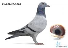 PL-028-25-3760 inbred DAKAR