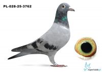 PL-028-25-3762 inbred DAKAR, wnuk DAKARA, wnuk COMA