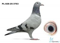 PL-028-25-3763  inbred DAKAR, wnuk DAKARA, wnuk COMA