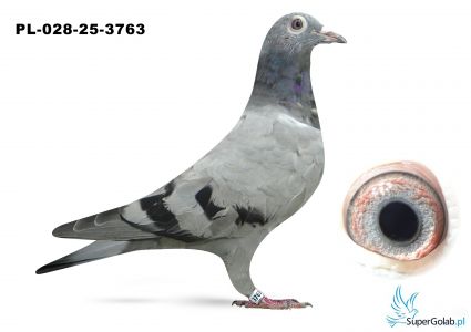 PL-028-25-3763  inbred DAKAR, wnuk DAKARA, wnuk COMA