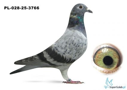 PL-028-25-3766  w rodowodzie PORSCHE 911, BOXTER, GOLDEN PRINCE, ARMANDO