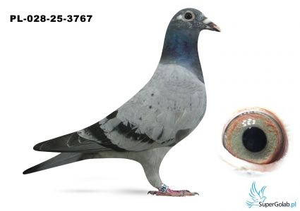 PL-028-25-3767 - inbred Porsche 911