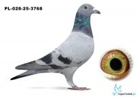 PL-028-25-3768 inbred DAKAR ( podwójny wnuk)