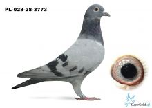 PL-028-25-3773 inbred DAKAR