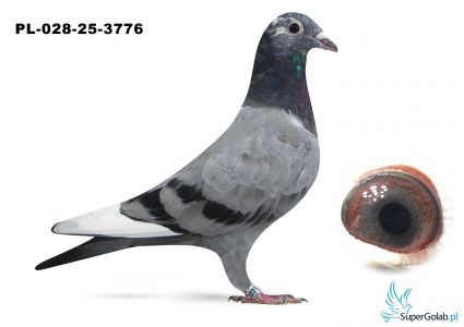 PL-028-25-3776  Inbred PORSCHE , ARMANDO