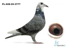 PL-028-25-3777  inbred na GLADIATORA  Geerinckx'a