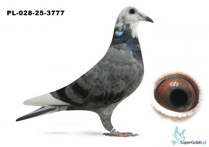 PL-028-25-3777  inbred na GLADIATORA  Geerinckx'a