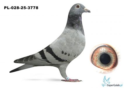 PL-028-25-3778 inbred DAKAR