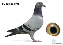 PL-028-25-3779  inbred DAKAR