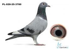 PL-028-25-3780  inbred DAKAR