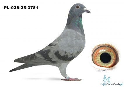 PL-028-25-3781 inbred DAKAR