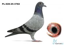 PL-028-25-3782 inbred MERCEDES