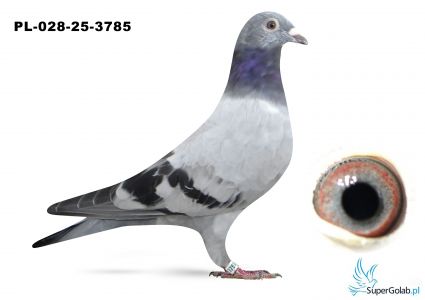 PL-028-25-3785  linia DAKAR