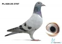 PL-028-25-3787 inbred DAKAR (podwójny wnuk)