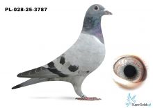 PL-028-25-3787 inbred DAKAR (podwójny wnuk)
