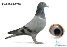 PL_028-25-3788 inbred KARIN x inbred DAKAR 