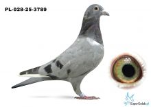 PL-028-25-3789 inbred KARTIN x inbred DAKAR