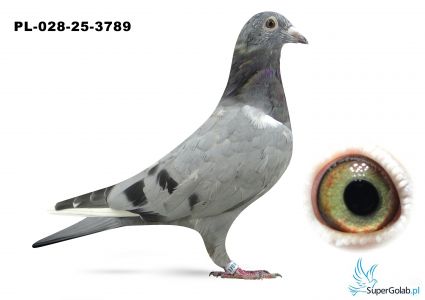 PL-028-25-3789 inbred KARTIN x inbred DAKAR