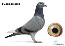 PL-028-25-3790 MUSTANG x MITU