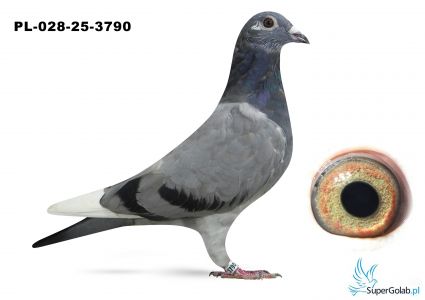 PL-028-25-3790 MUSTANG x MITU