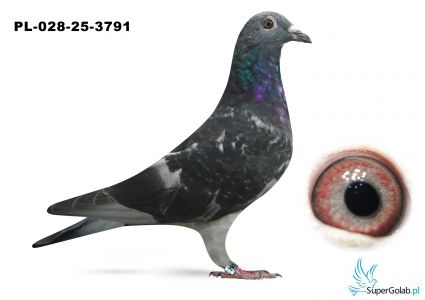 PL-028-25-3791 MUSTANG x MITU