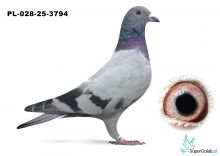 PL-028-25-3794 inbred COMA