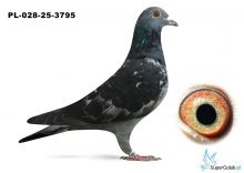 PL-028-25-3795  linia DAKAR