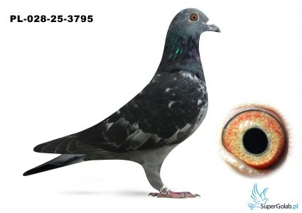 PL-028-25-3795  linia DAKAR