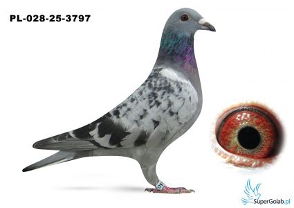 PL-028-25-3797 inbred ARMANDO