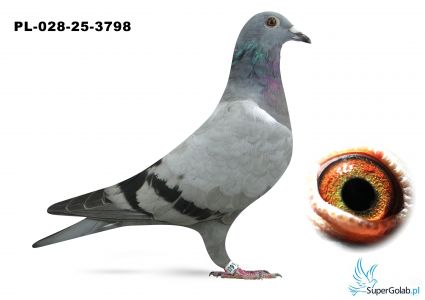 PL-028-25-3798 inbred ARMANDO