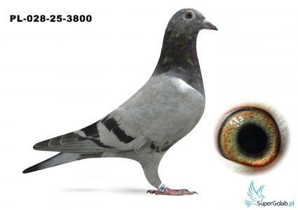 PL-028-25-3800 inbred DAKAR ( podwójny wnk)