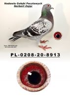 PL-0280-20-9913