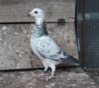 PL-0281-20-12970 Szpak