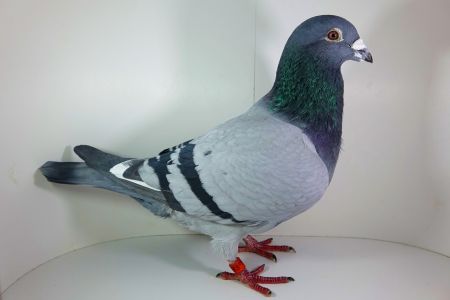 PL-0282-09-19673- org T Zobel, pełny brat gołębia z drużyny Mistrza Polski