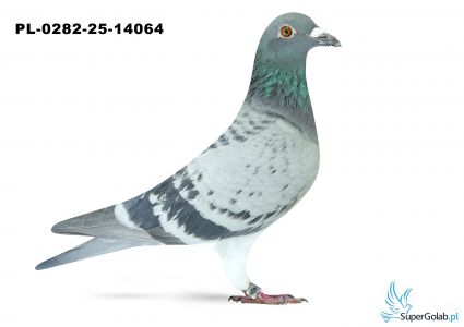 PL-0282-25-14064 24. OKRĘG POZNAŃ