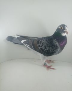 Pl-0284-15-6959 oryg.A.M.Podyma córka lady kalasznikow