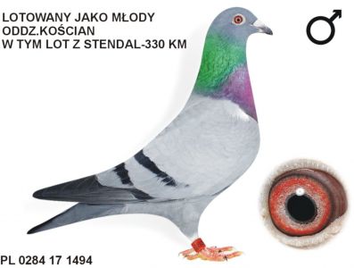 PL-0284-17-1494 - samica