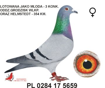 PL-0284-17-5659 - samica